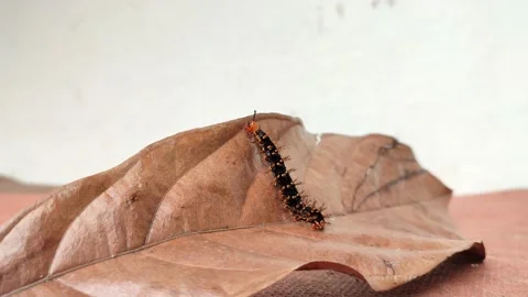 Caterpillars crawling on dry leaves Video stock 211787366