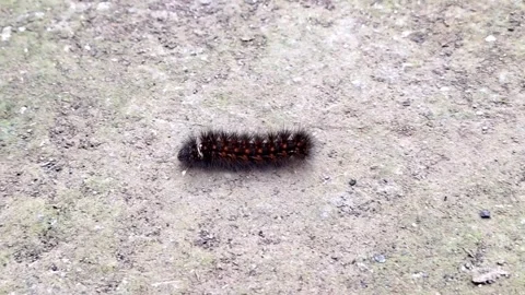 Caterpillars crawling on the ground in the yard Stock Footage 274206181