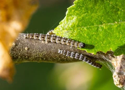 Caterpillars Crawling on Leaf and Tree Branch Stock Photos