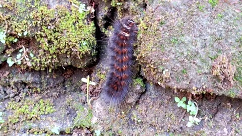 Caterpillars crawling on the mossy walls in the yard Stock Footage 274206172