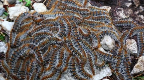 Caterpillars crawling in swarm Video stock 62529291