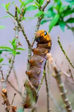Caterpillars is creeping on tree Stock Photos