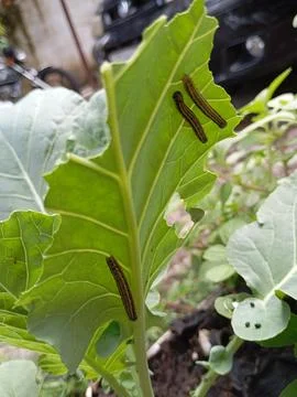 "Caterpillars devouring cabbage leaf in home garden" Stock Photos