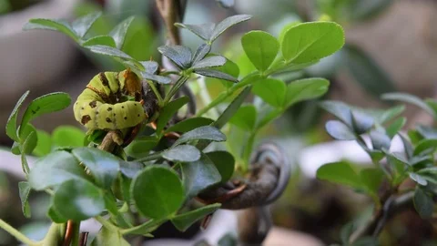 Caterpillars eat green leaf Stock Footage 90109205
