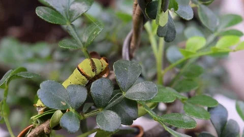 Caterpillars eat green leaf Stock Footage 90109543