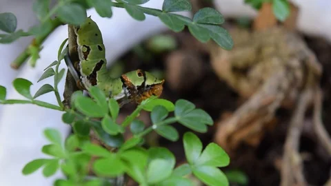 Caterpillars eat green leaf Stock Footage 90112291