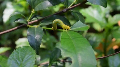 Caterpillars eat green leaf Stock Footage 90115076