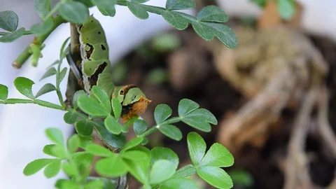 Caterpillars eat green leaf Stock Footage 90133339