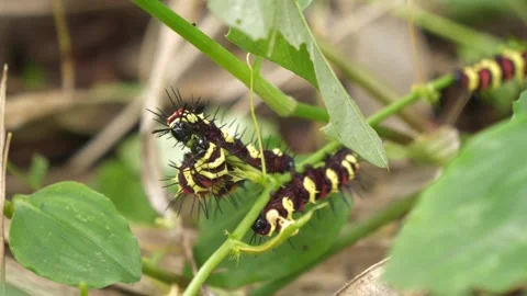 Caterpillars eat leaf together Stock Footage 260724878