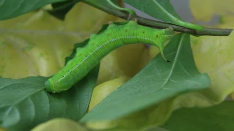 Caterpillars eat leaves Stock-Footage 81508038