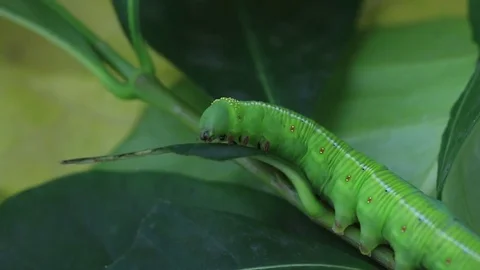 Caterpillars eat leaves Stock Footage 81508911