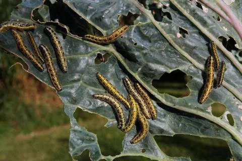 Caterpillars eating cabbage leaf Stock Photos