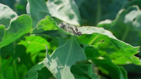 Caterpillars eating cabbage leaves, close-up. Pests in vegetable garden beds Stock Footage 318865264