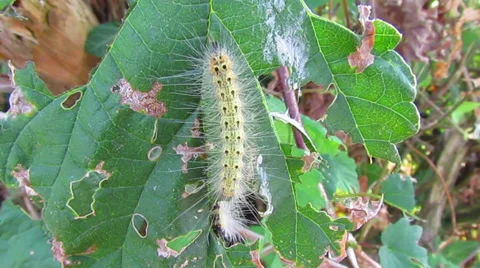 Caterpillars Eating Leaf Video stock 27879660