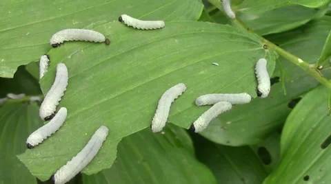 Caterpillars eating a leaf Stock Footage 39830209