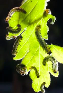 Caterpillars eating leaf Stock Photos