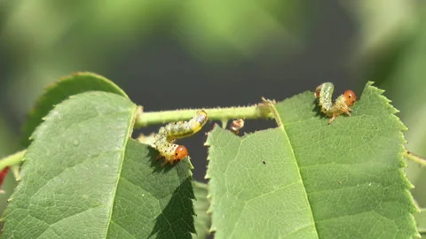 Caterpillars eating leaves in the summer Stock Footage 240902529