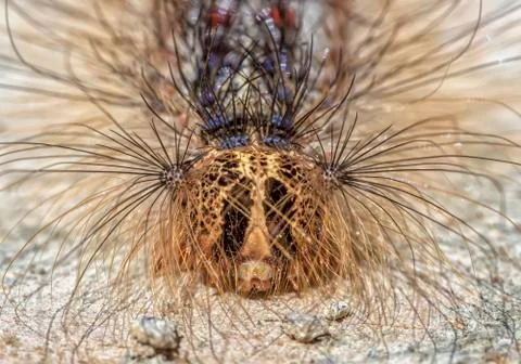 The caterpillar's face Foto stock