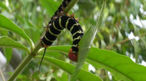 Caterpillars-feeding on branch Stock Footage 8515170