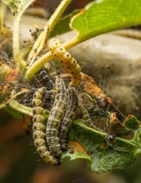 Caterpillars Feeding on Leaf Surface in Webbing Foto stock