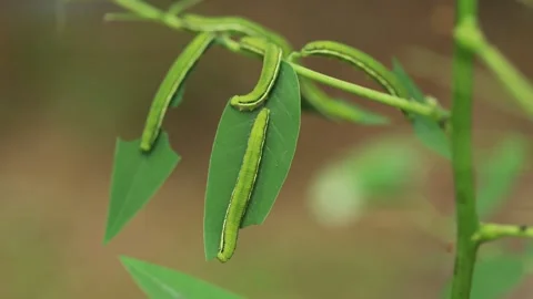 Caterpillars feeding on leaves Stock Footage 150881656