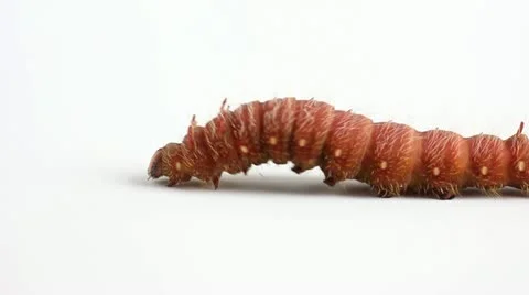 Caterpillars Stock Footage 18152799