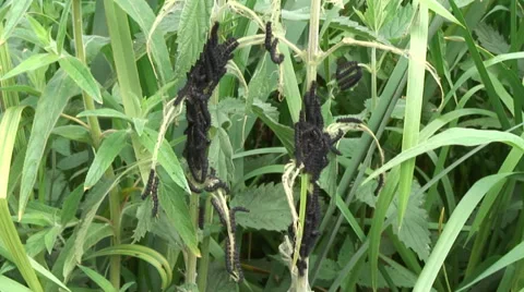 Caterpillars Stock Footage 28023858