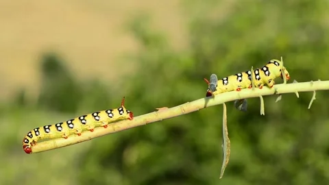 Caterpillars Stock Footage 137278354