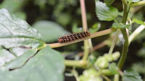 Caterpillars Video stock 197586277