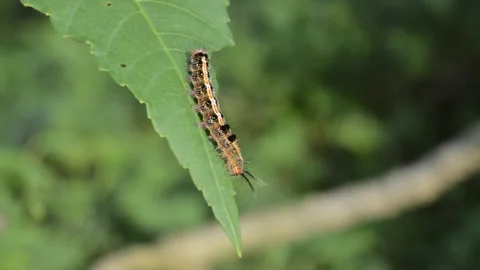 Caterpillars Video stock 220591922