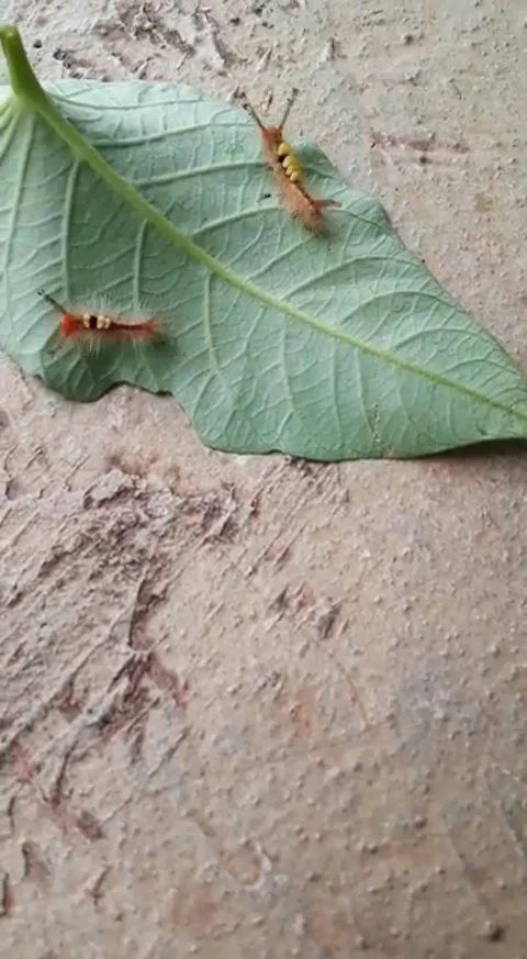 Caterpillars 스톡 동영상 241505581