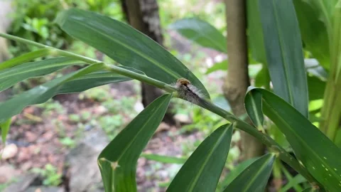 Caterpillars Stock Footage 302739245