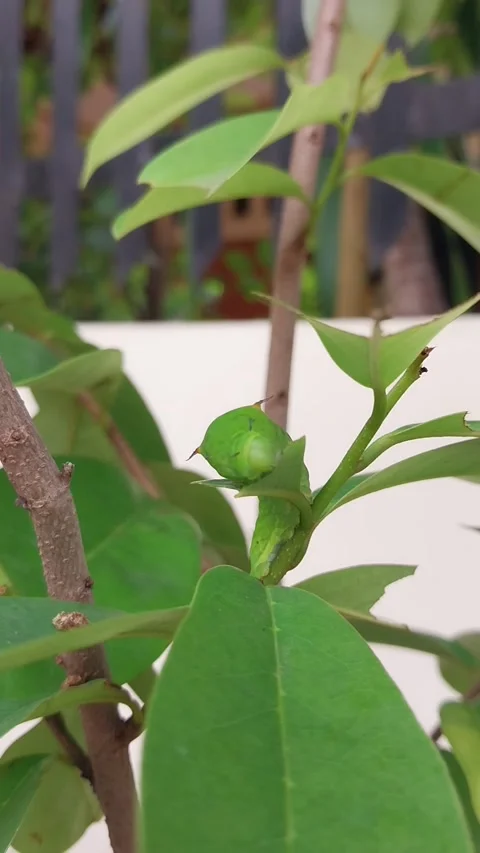 Caterpillars Stock Footage 310790919