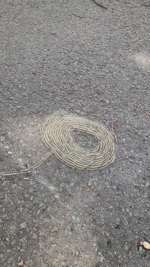 Caterpillars Found Under a Tree on a Sunny Day, Dielingen, Stemwede, Germany - 2 Stock Footage 310465934