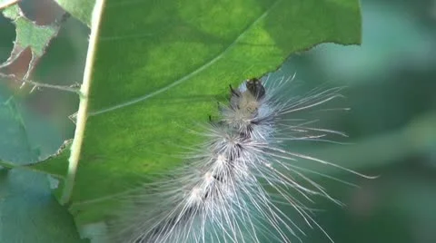 Caterpillars in the garden Vídeos de archivo 10318027