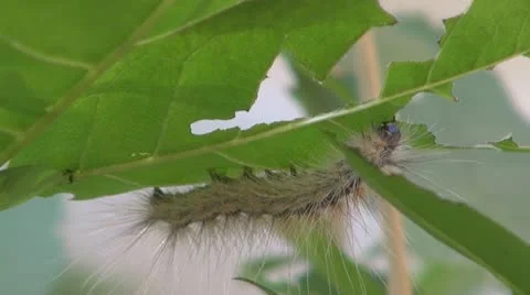 Caterpillars in the garden 스톡 동영상 10318037