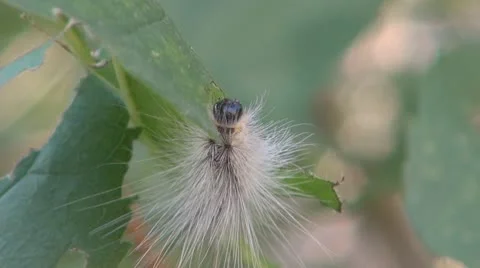Caterpillars in the garden 動画素材 10318040