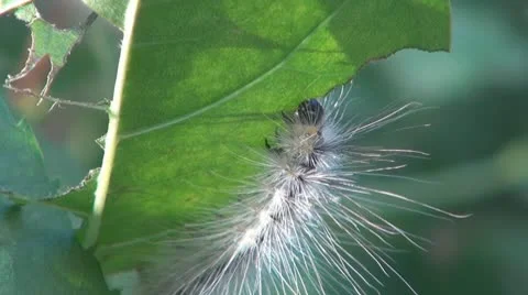 Caterpillars in the garden Vídeos de archivo 10318046