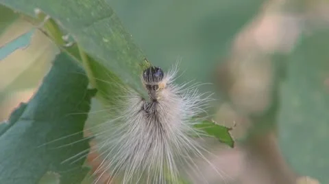 Caterpillars in the garden Stock-Footage 10318058