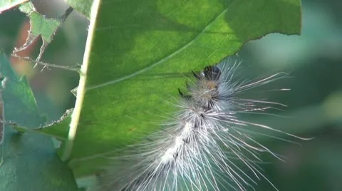 Caterpillars in the garden Vidéo 10318148