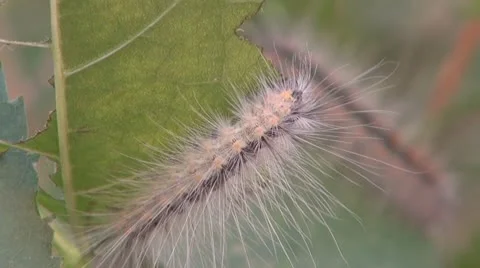 Caterpillars in the garden Stock-Footage 10318158