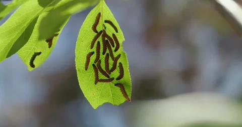 Caterpillars gather together while feeding on a single leaf Видео 339247655