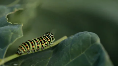 Caterpillars on a green leaf Stock Footage 55469245