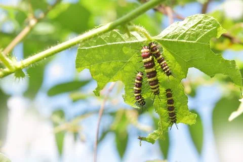 Caterpillars on a green leaf Stock Photos