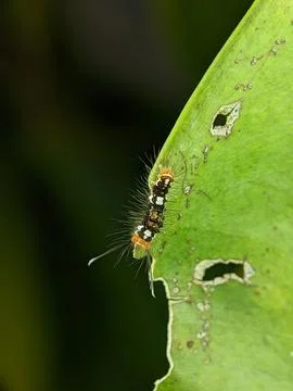 Caterpillars on a green leaf Stock Photos