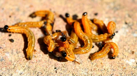 Caterpillars on the ground Stock Footage 36646472