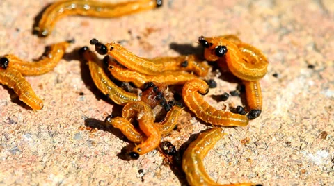 Caterpillars on the ground Stock Footage 36647171
