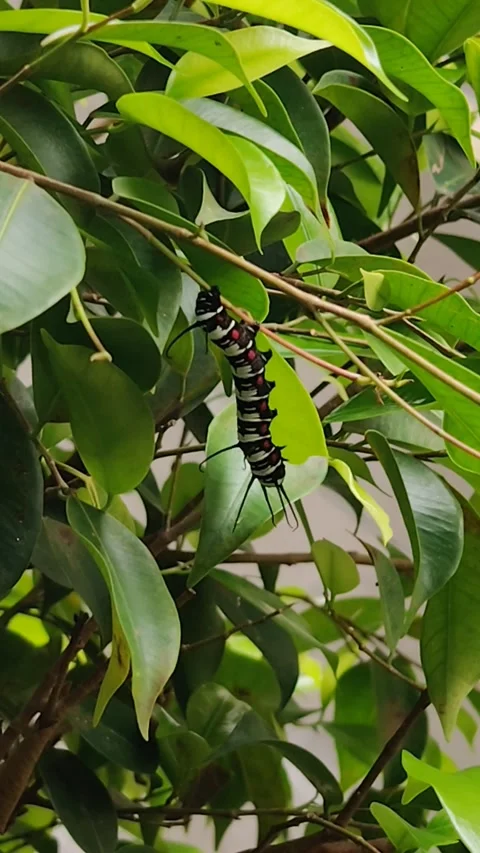 Caterpillars hanging from green leafy trees Stock-Footage 296566269