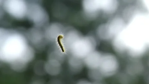 Caterpillars hanging on silk threads Stock Footage 320986004
