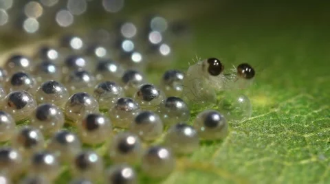 Caterpillars Hatching Stock Footage
